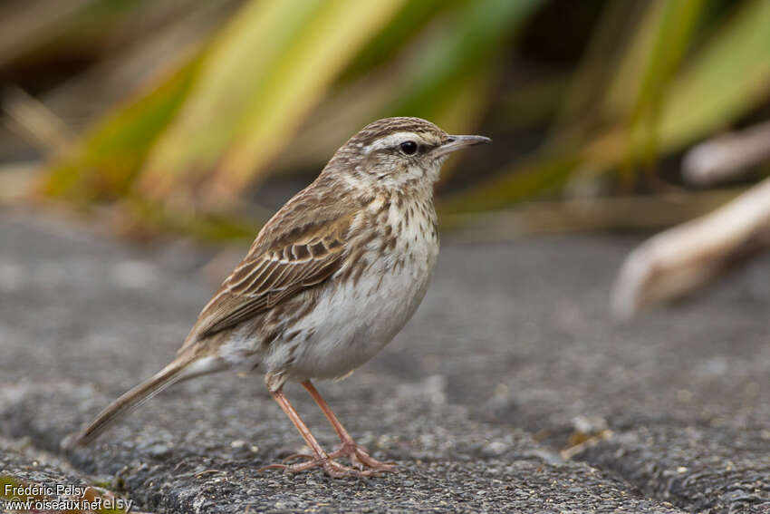 Pipit australadulte, identification