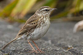 New Zealand Pipit