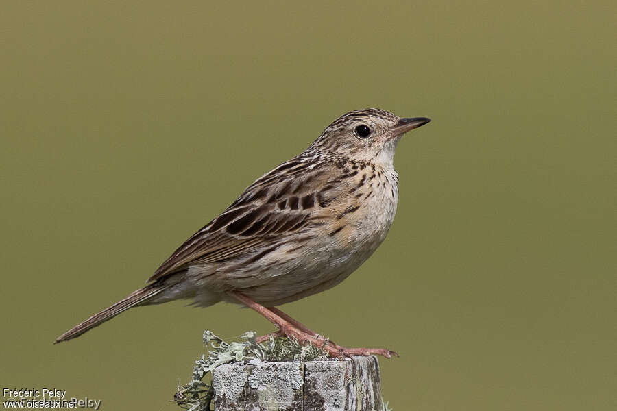 Pipit correnderaadulte, identification