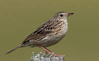 Pipit correndera