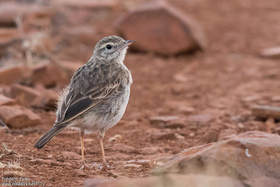 Pipit d'Australie