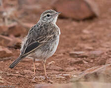 Pipit d'Australie