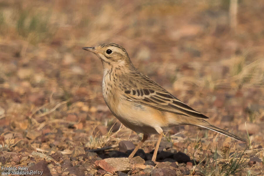 Blyth's Pipitadult breeding, identification