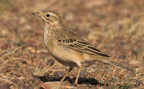 Blyth's Pipit