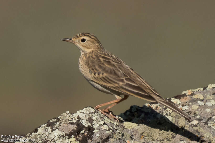 Blyth's Pipitadult, aspect, pigmentation