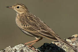 Blyth's Pipit