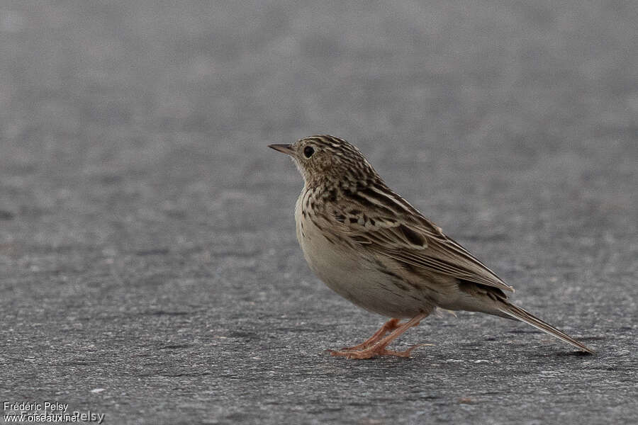 Pipit de Hellmayradulte, identification