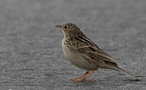 Hellmayr's Pipit