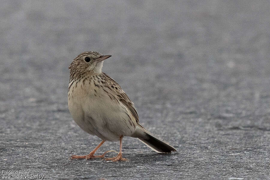 Hellmayr's Pipitadult, close-up portrait