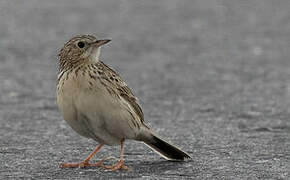 Hellmayr's Pipit