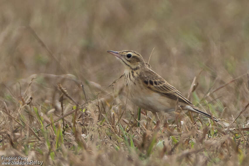 Pipit de Richard, habitat, composition, Comportement