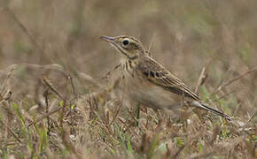 Richard's Pipit