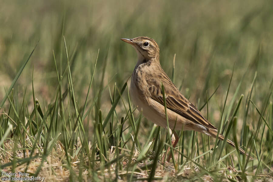 Richard's Pipitadult, identification, Behaviour