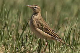 Richard's Pipit