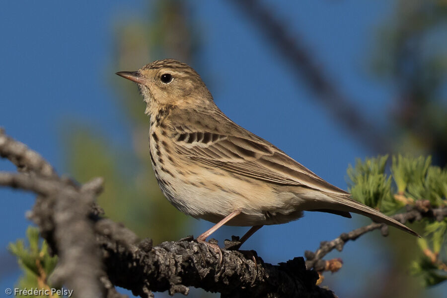 Pipit des arbresadulte