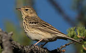 Pipit des arbres