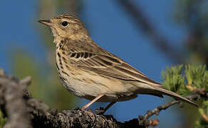 Pipit des arbres