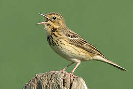 Tree Pipit