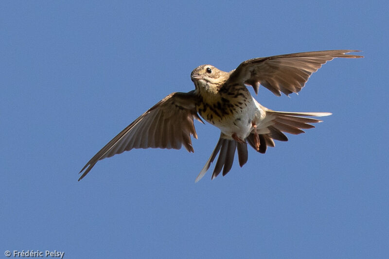 Tree Pipit, Flight, courting display