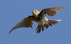 Tree Pipit