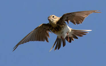 Pipit des arbres