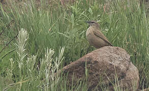 African Rock Pipit