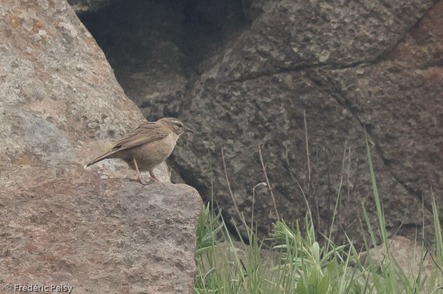 Pipit des rochersadulte