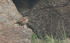 Pipit des rochers