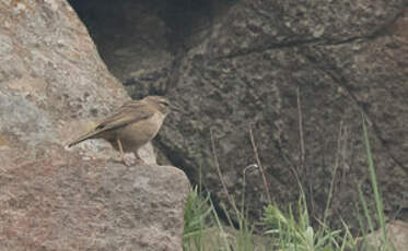 Pipit des rochers