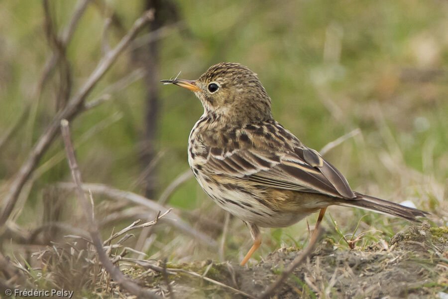 Meadow Pipit, eats