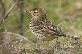 Pipit farlouse