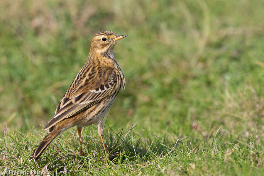 Pipit farlouse