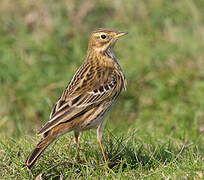 Meadow Pipit