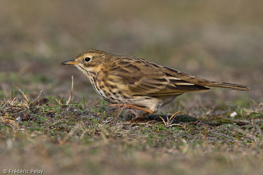 Meadow Pipit