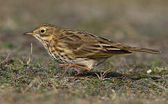 Pipit farlouse