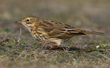 Pipit farlouse