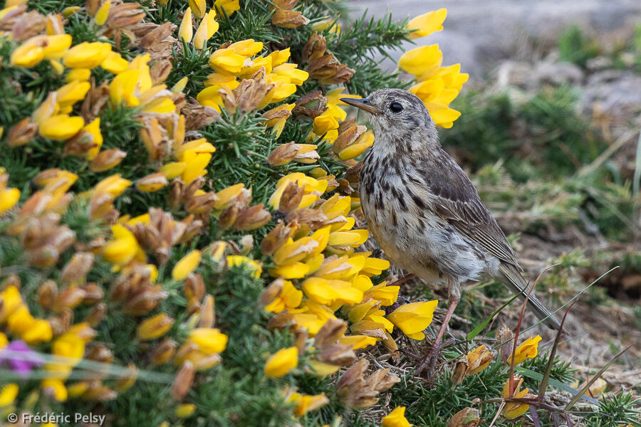 Pipit farlouse