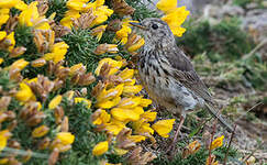 Pipit farlouse