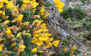 Pipit farlouse