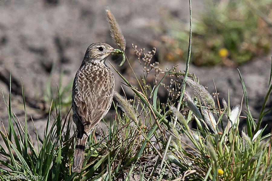 Yellowish Pipit, eats