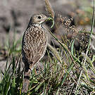 Pipit jaunâtre