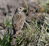 Pipit jaunâtre