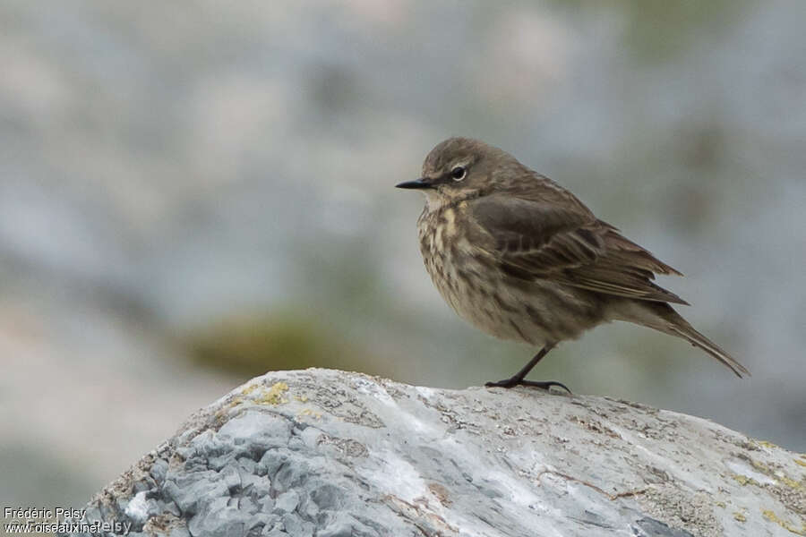 Eurasian Rock Pipitadult breeding, identification