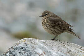 European Rock Pipit