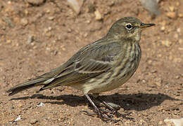 European Rock Pipit