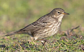 European Rock Pipit