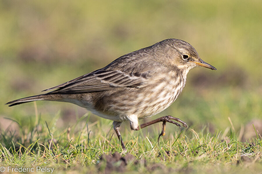 European Rock Pipit