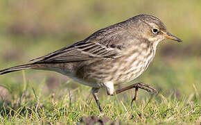 European Rock Pipit