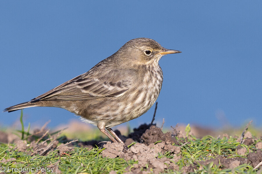 European Rock Pipit