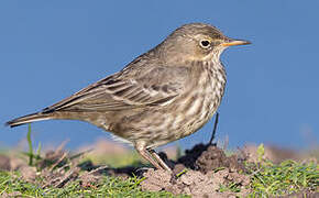 European Rock Pipit